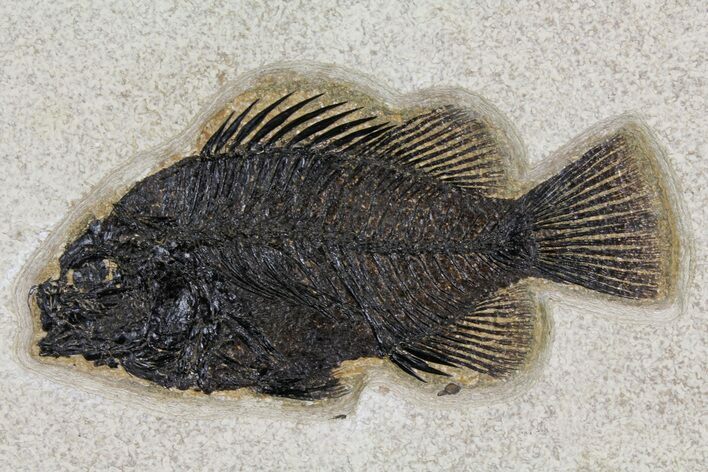 Fossil Fish (Cockerellites) - Wyoming #158567
